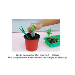 Jify Peat Block Pellets Seedling