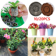 Jify Peat Block Pellets Seedling