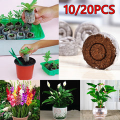 Jify Peat Block Pellets Seedling